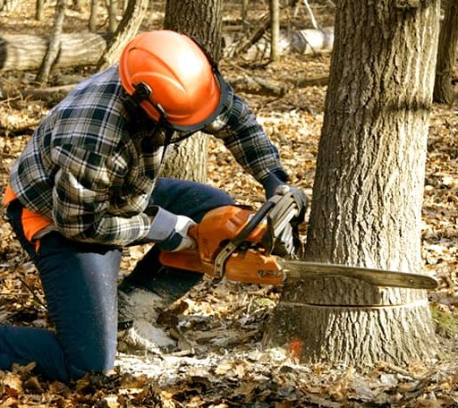 Tree Removal in Aspinwall, IA